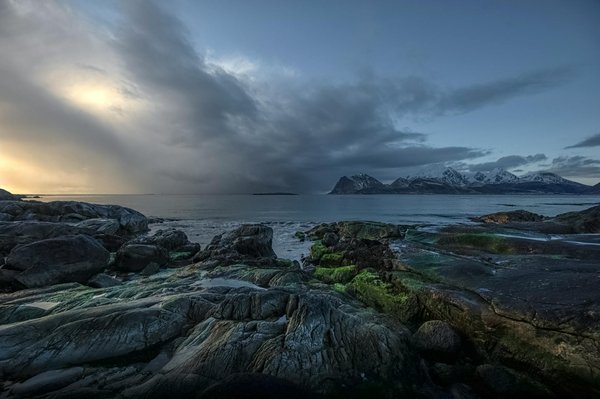 Où trouver les meilleures expériences de plongée avec les requins tigres aux Bahamas?